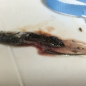 小イワシのお刺身 簡単さばき方 小鰯編 レシピ 作り方 By Takenoppu 楽天レシピ 小イワシのお刺身 簡単さばき方 小鰯編 レシピ 作り方 By Takenoppu 楽天レシピ